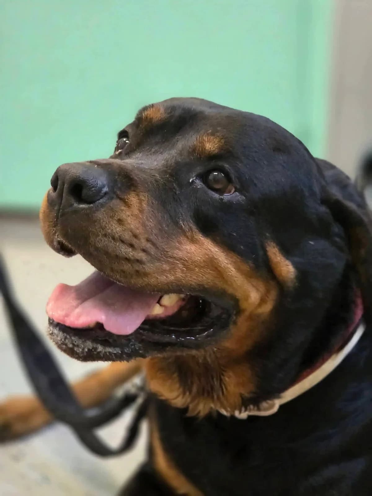 Mya, female 7yo Mixed Breed for adoption at S.P.A.C.A Rescue Animals Protection Riviera, Vence