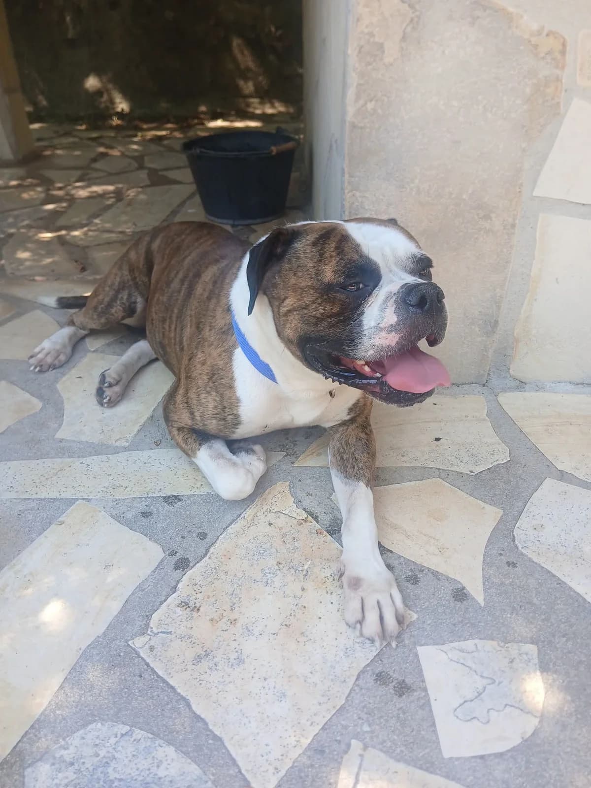Romeo, male 4yo Mixed Breed for adoption at S.P.A.C.A Rescue Animals Protection Riviera, Vence