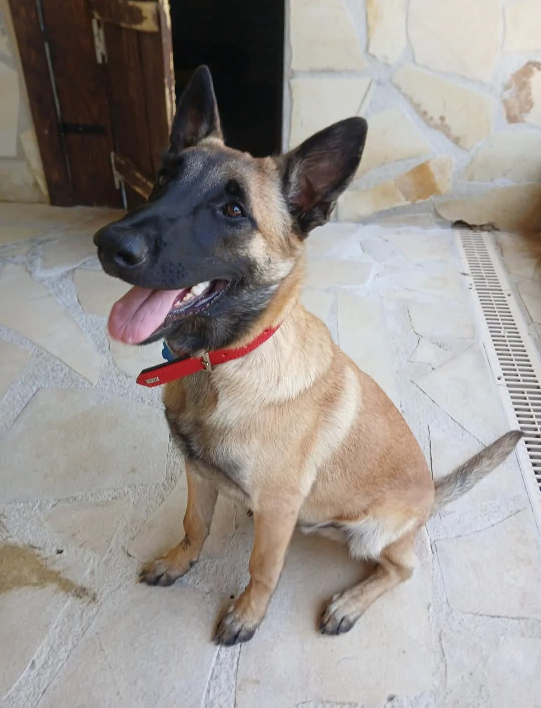 Yuki, male puppy Mixed Breed for adoption at S.P.A.C.A Rescue Animals Protection Riviera, Vence