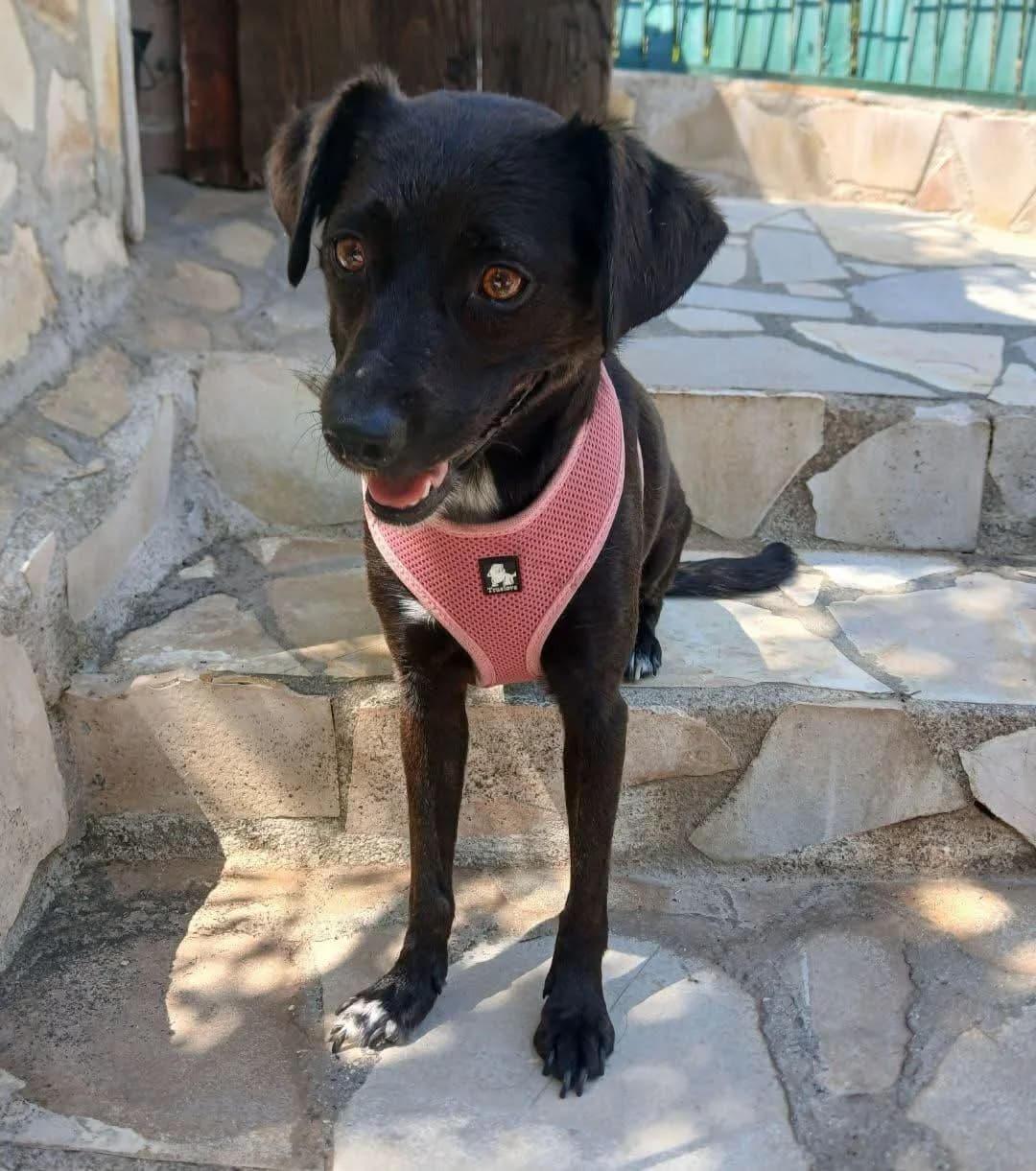 Dama, female 4yo Mixed Breed for adoption at S.P.A.C.A Rescue Animals Protection Riviera, Vence