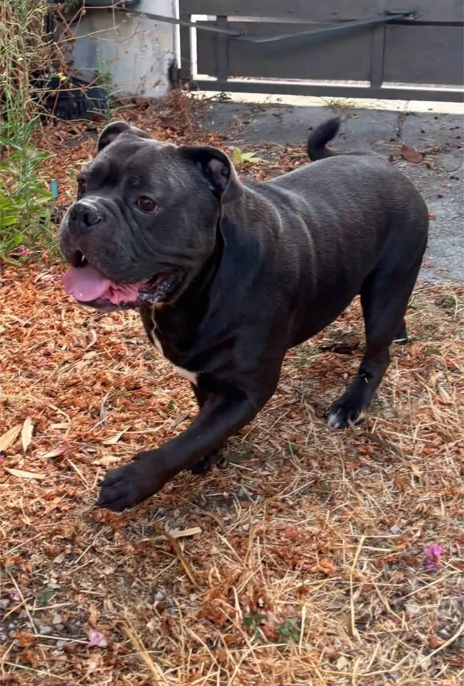 Pablo, male 5yo Mixed Breed for adoption at S.P.A.C.A Rescue Animals Protection Riviera, Vence
