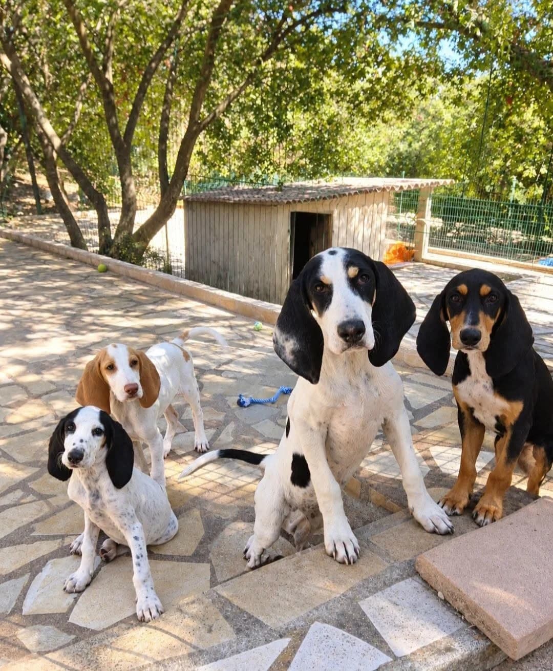 CHIOTS GASCON SAINTONGEOIS, male puppy Mixed Breed for adoption at S.P.A.C.A Rescue Animals Protection Riviera, Vence