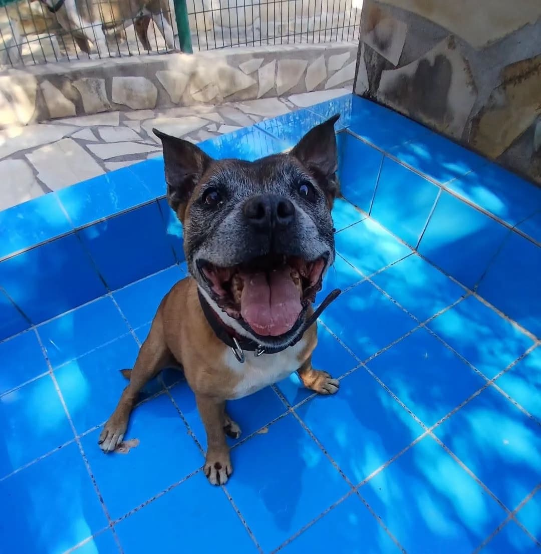 INDY, female senior Mixed Breed for adoption at S.P.A.C.A Rescue Animals Protection Riviera, Vence