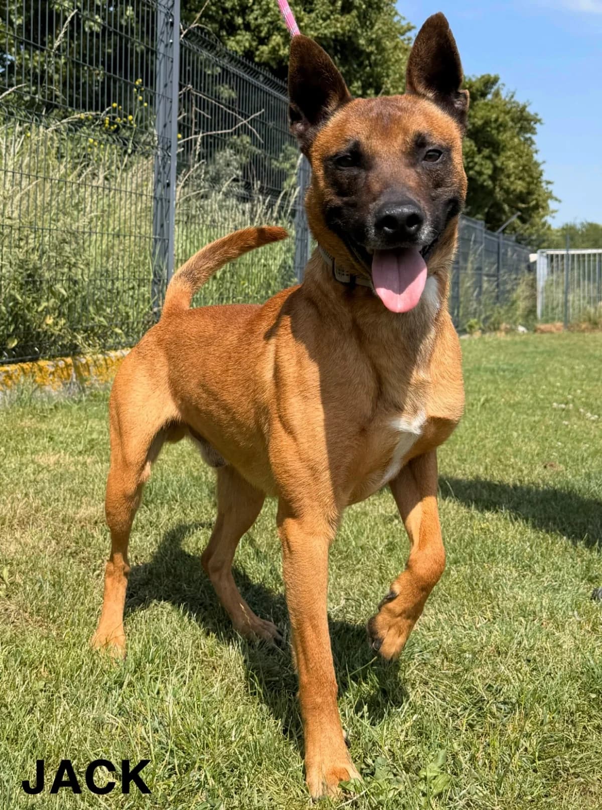 JACK, male 6yo Mixed Breed for adoption at S.P.A. Vallée de la Lys, Méteren