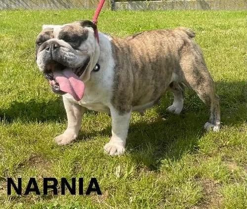 NARNIA, female senior Mixed Breed for adoption at S.P.A. Vallée de la Lys, Méteren
