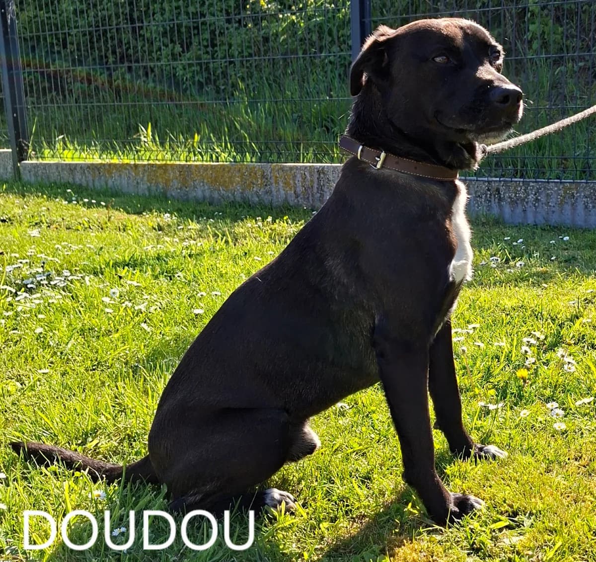 DOUDOU, male 4yo Mixed Breed for adoption at S.P.A. Vallée de la Lys, Méteren