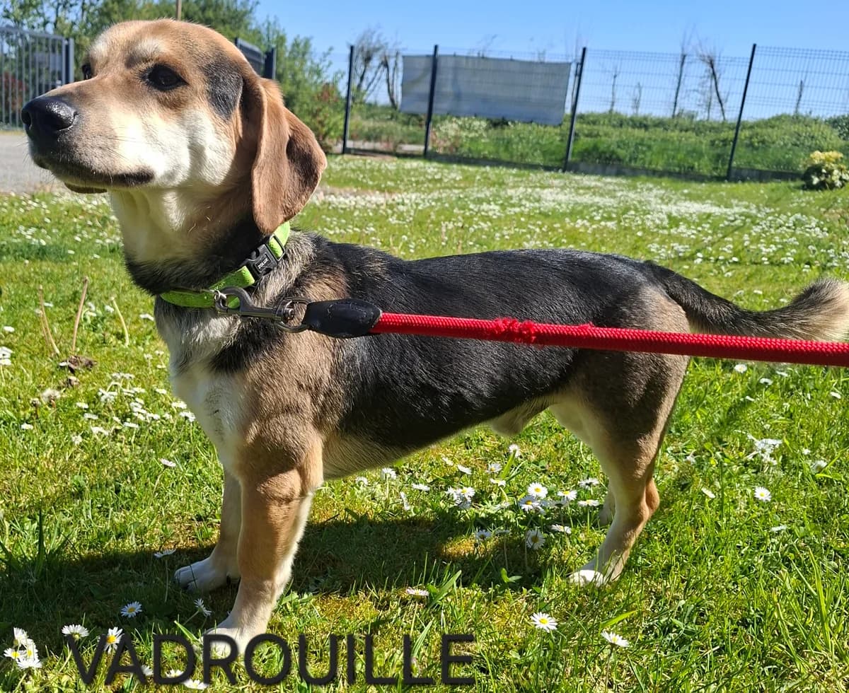 VADROUILLE, male young Mixed Breed for adoption at S.P.A. Vallée de la Lys, Méteren