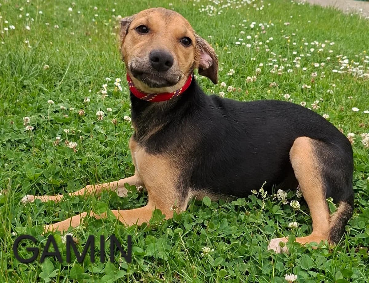 GAMIN, male puppy Mixed Breed for adoption at S.P.A. Vallée de la Lys, Méteren