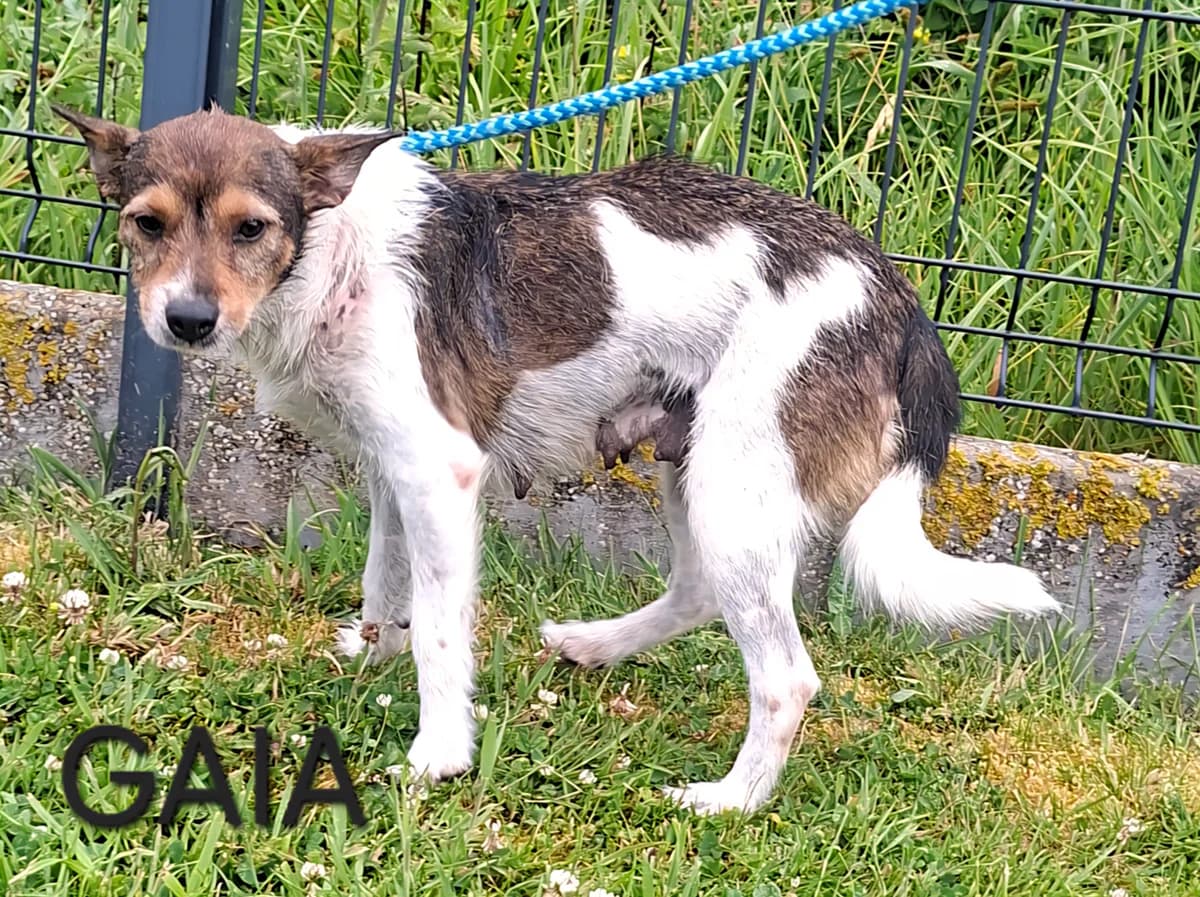 GAIA, female 4yo Mixed Breed for adoption at S.P.A. Vallée de la Lys, Méteren