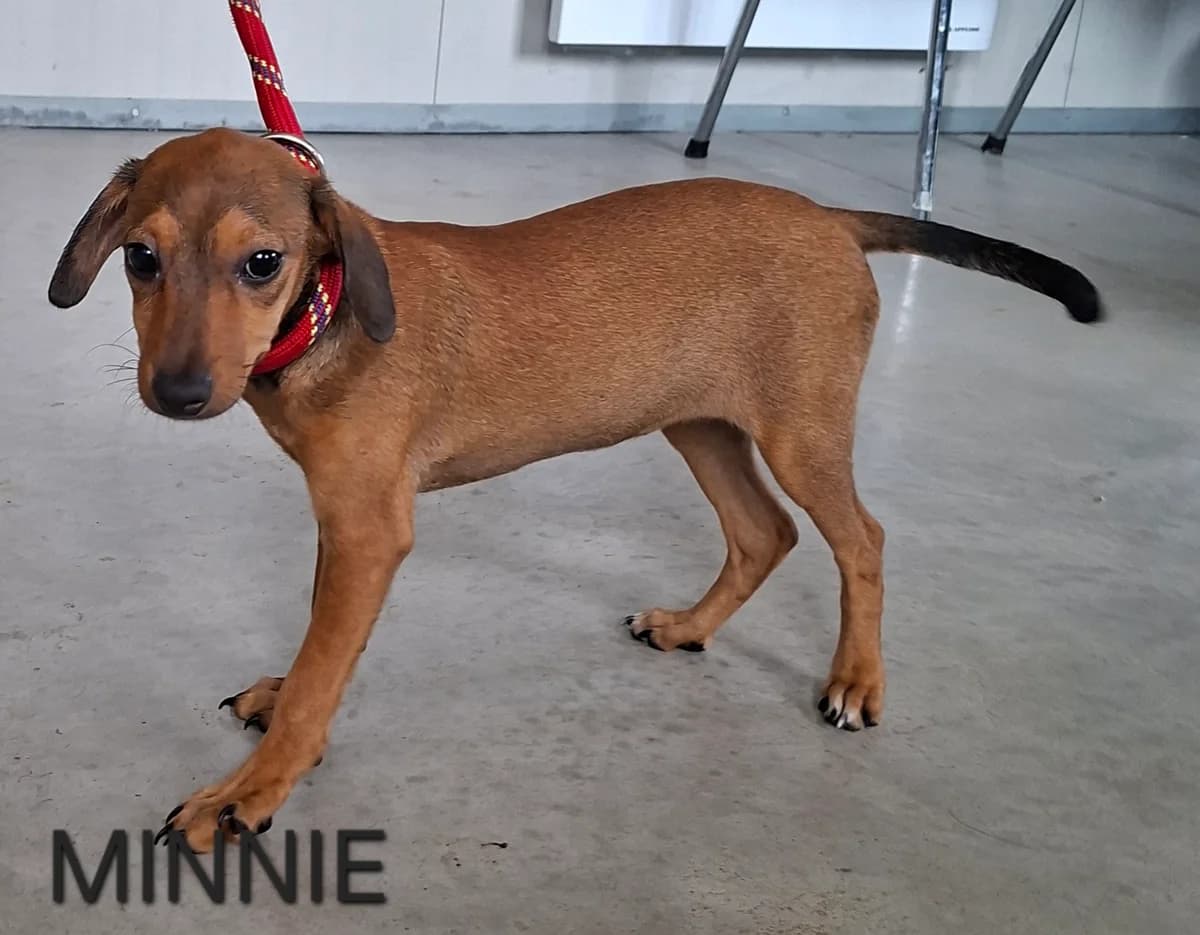 MINNIE, female puppy Mixed Breed for adoption at S.P.A. Vallée de la Lys, Méteren