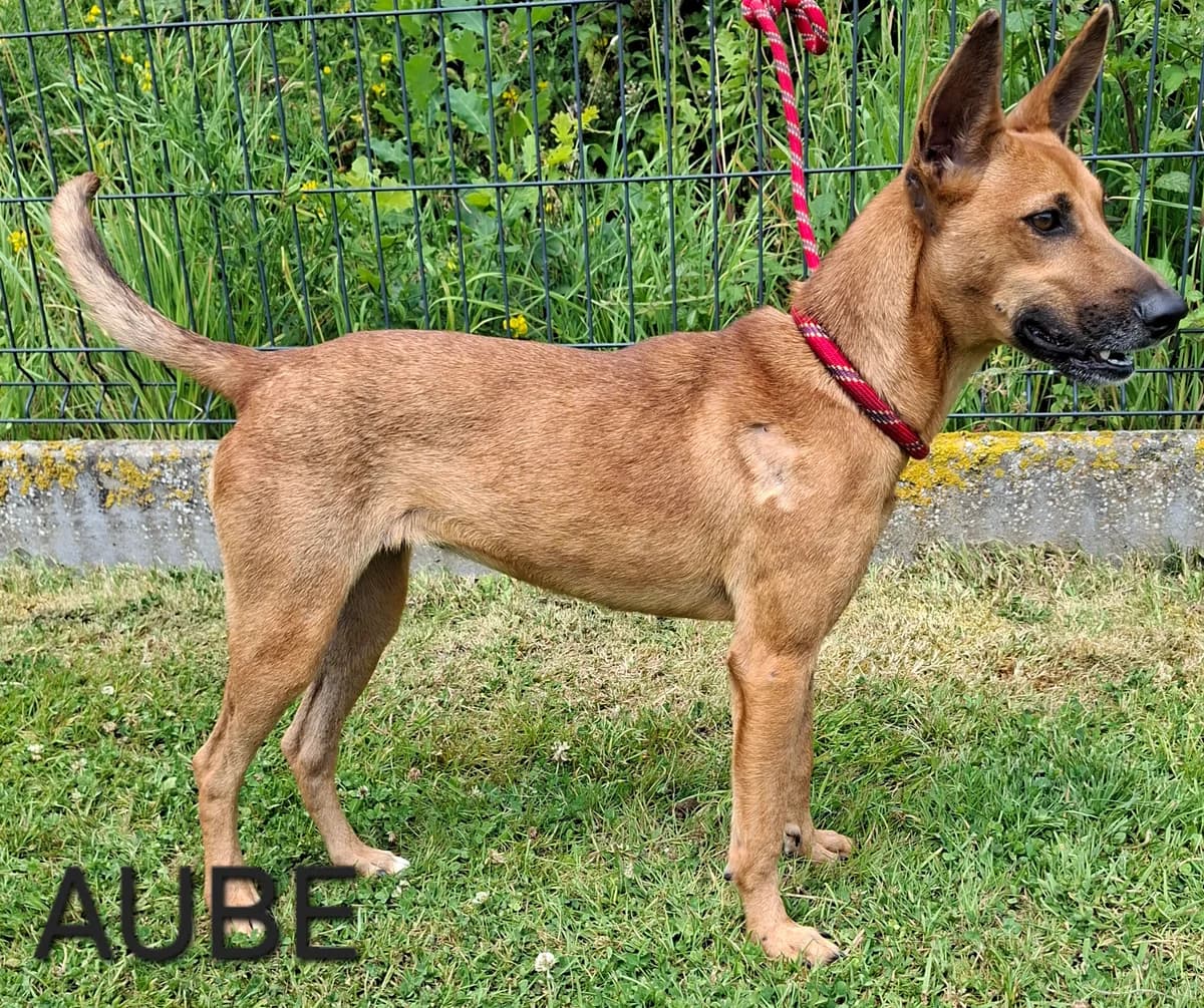 AUBE, female puppy Mixed Breed for adoption at S.P.A. Vallée de la Lys, Méteren