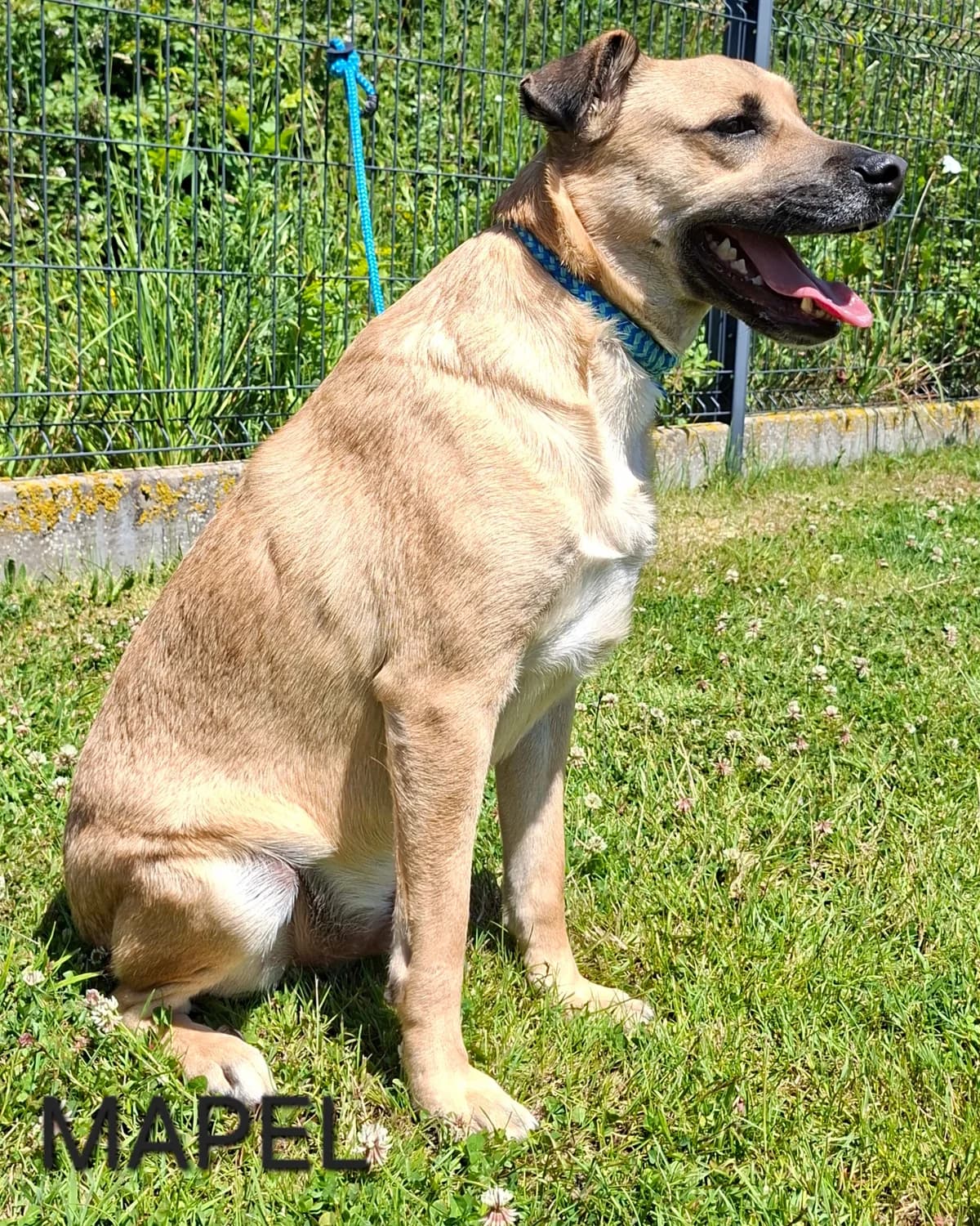 MAPEL, male 5yo Mixed Breed for adoption at S.P.A. Vallée de la Lys, Méteren