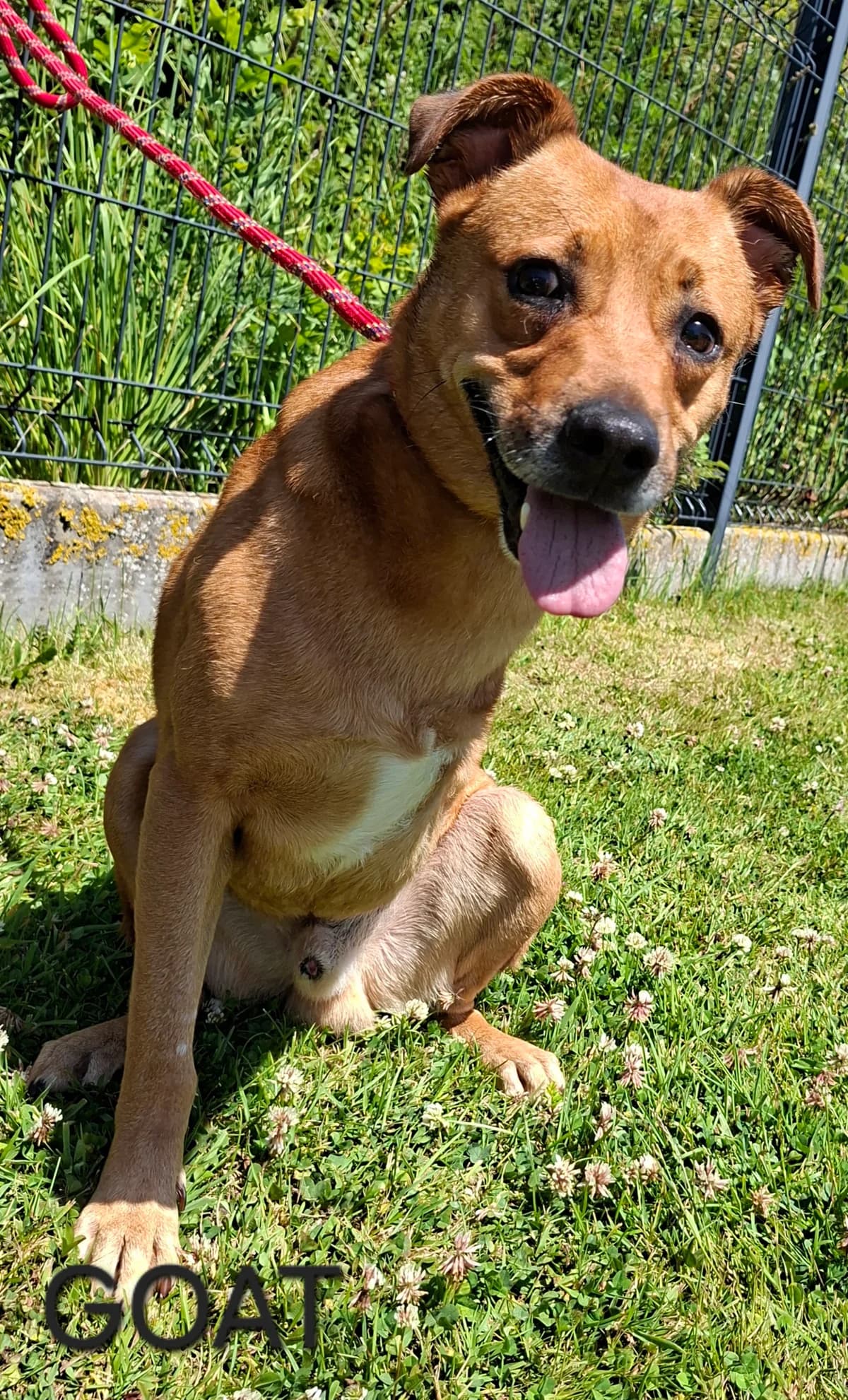GOAT, male 5yo Mixed Breed for adoption at S.P.A. Vallée de la Lys, Méteren