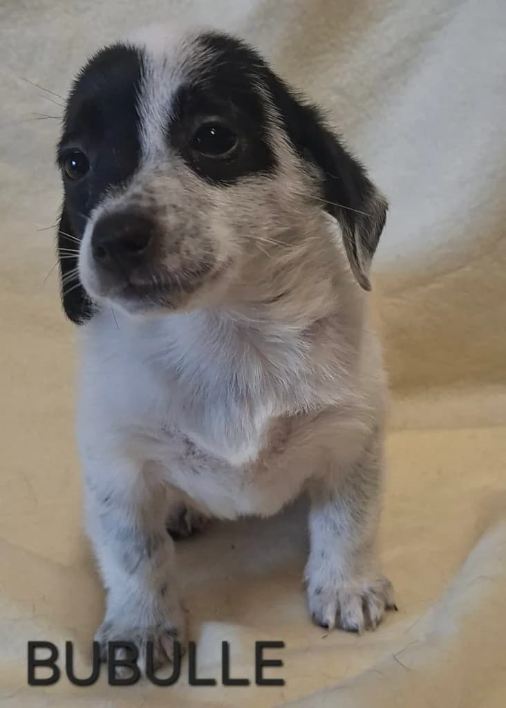BUBULLE, female puppy Mixed Breed for adoption at S.P.A. Vallée de la Lys, Méteren