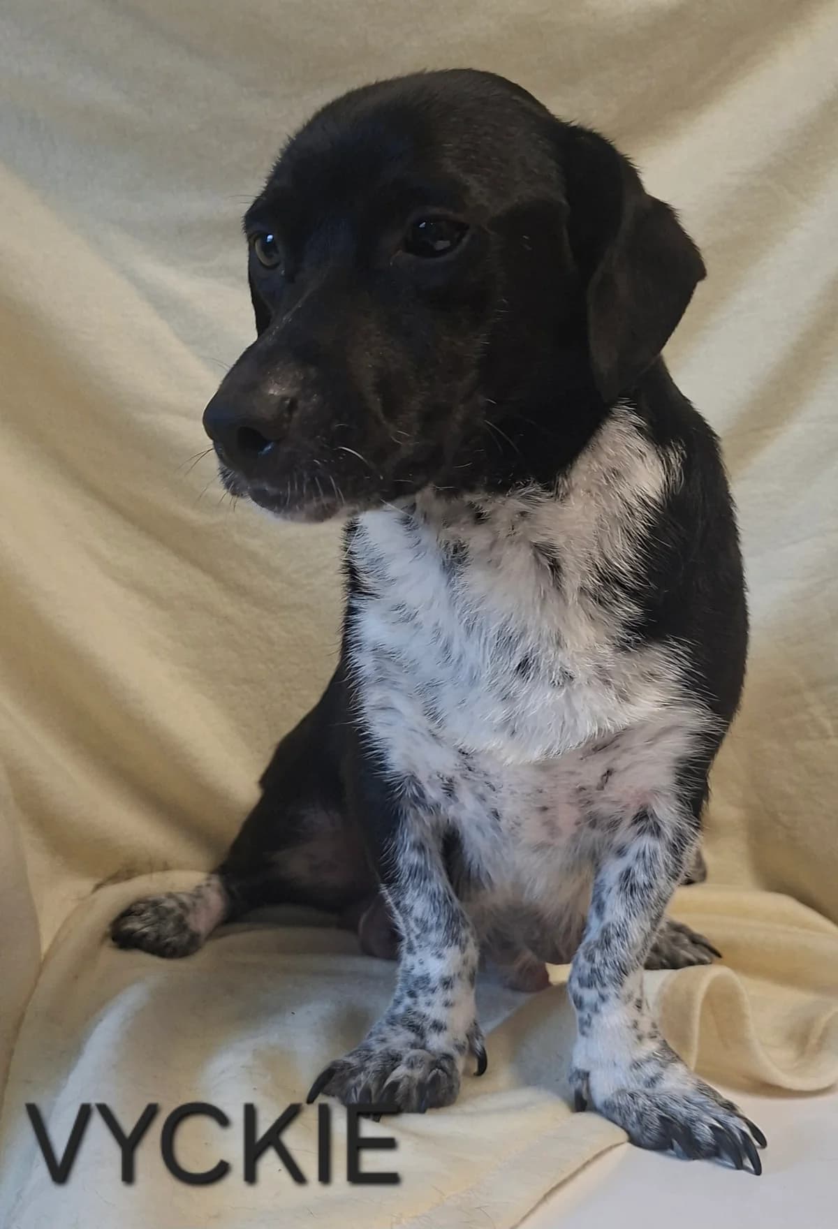 VYCKIE, female young Mixed Breed for adoption at S.P.A. Vallée de la Lys, Méteren