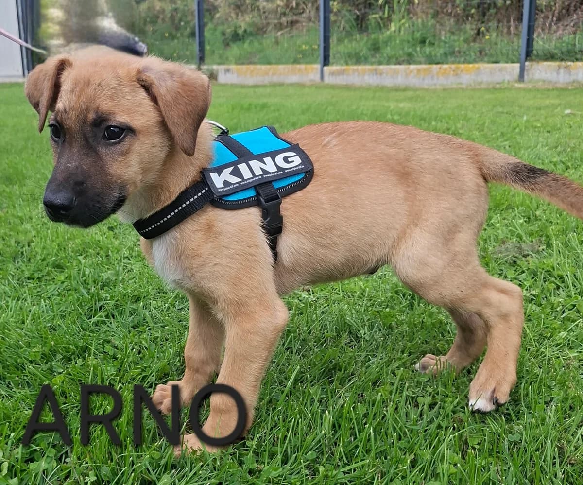 ARNO, male puppy Mixed Breed for adoption at S.P.A. Vallée de la Lys, Méteren