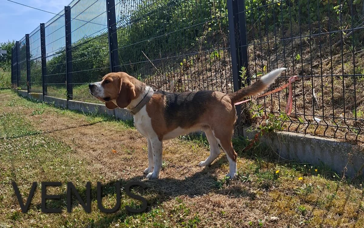 VENUS, male young Mixed Breed for adoption at S.P.A. Vallée de la Lys, Méteren
