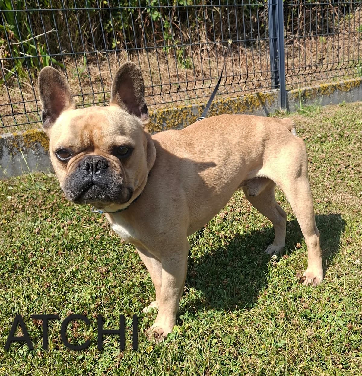 ATCHI, male young Mixed Breed for adoption at S.P.A. Vallée de la Lys, Méteren