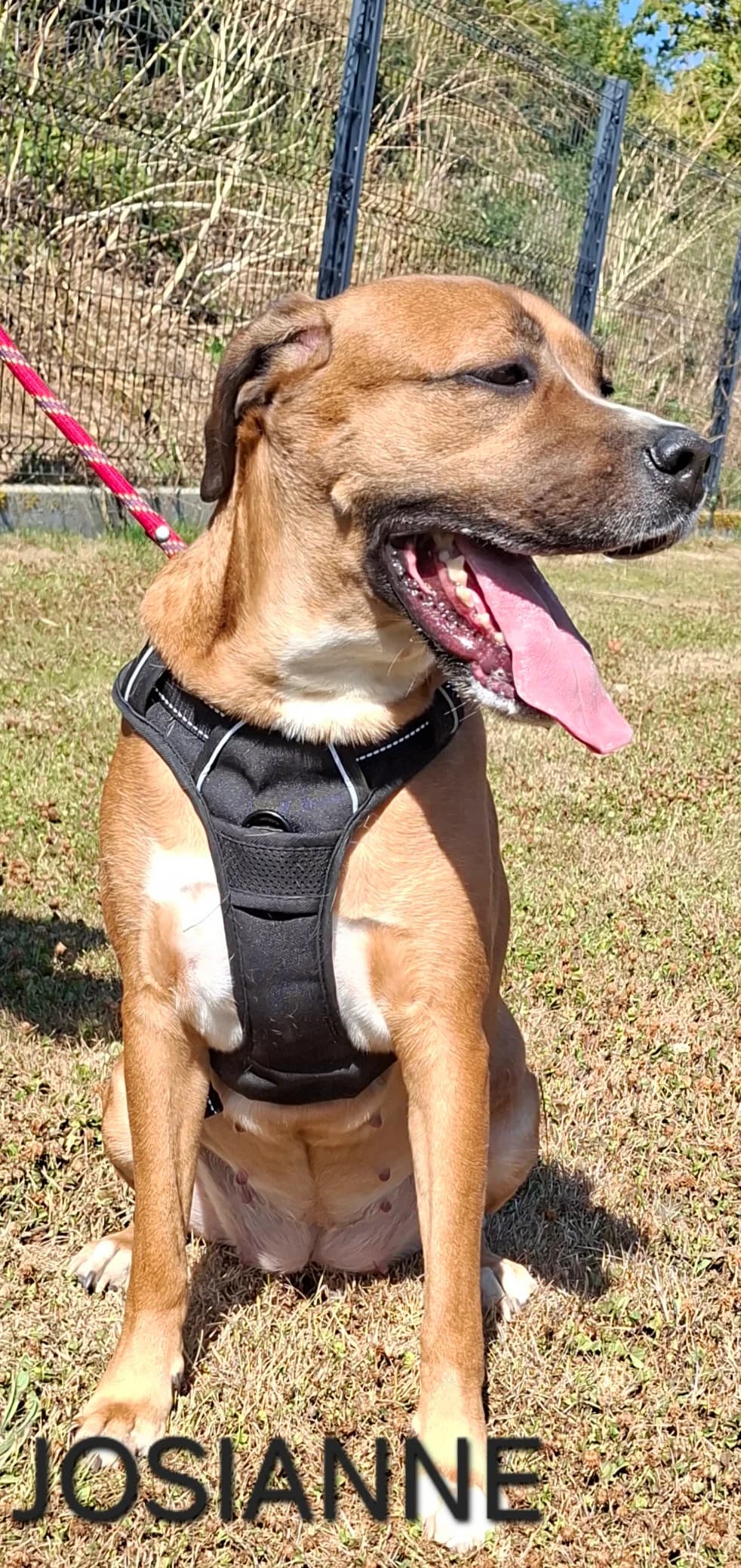 JOSIANNE, female 4yo Mixed Breed for adoption at S.P.A. Vallée de la Lys, Méteren