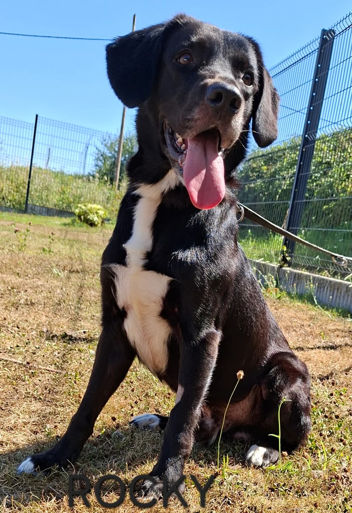 ROCKY, male 7yo Mixed Breed for adoption at S.P.A. Vallée de la Lys, Méteren