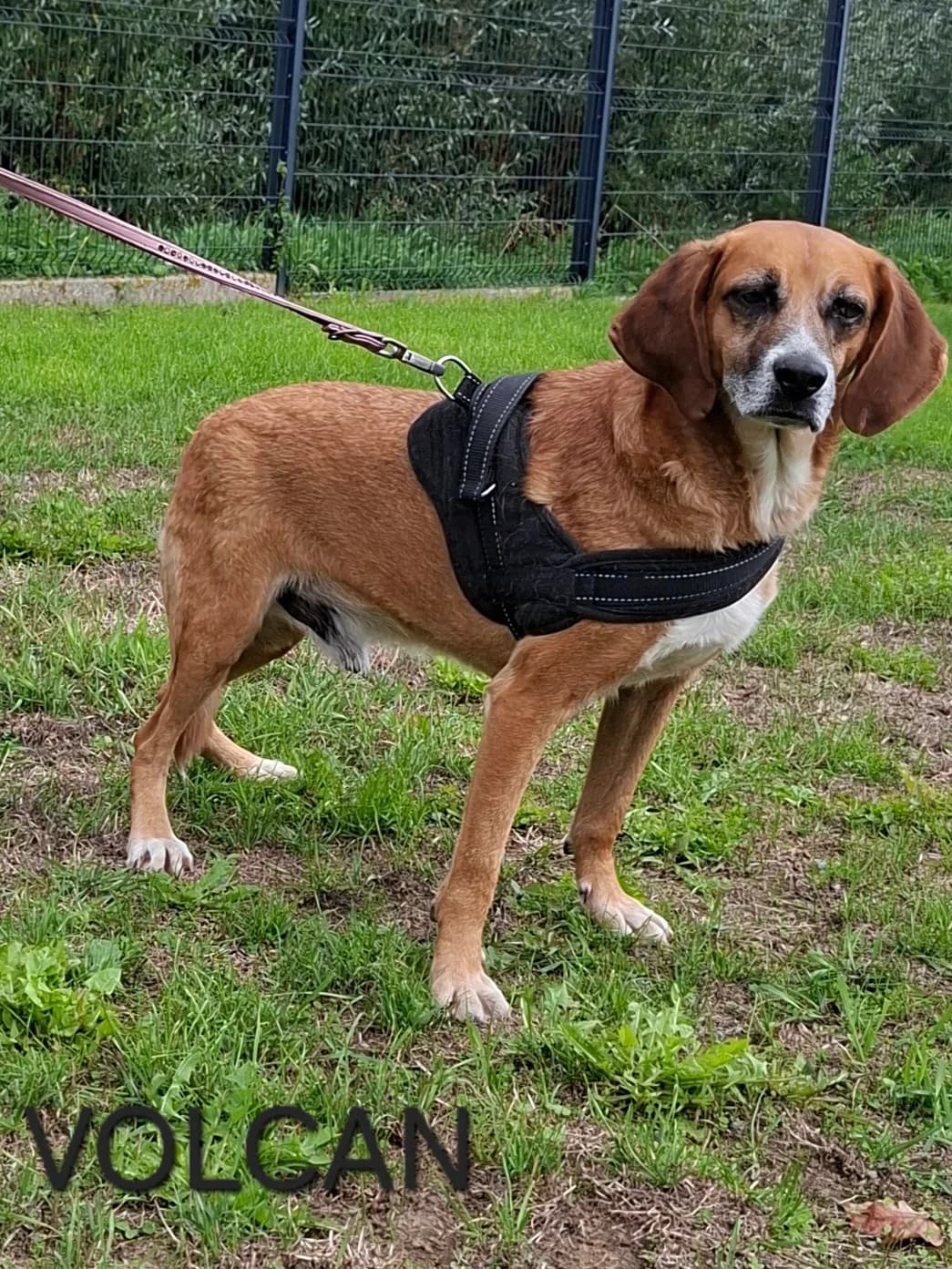 VOLCAN, male senior Mixed Breed for adoption at S.P.A. Vallée de la Lys, Méteren