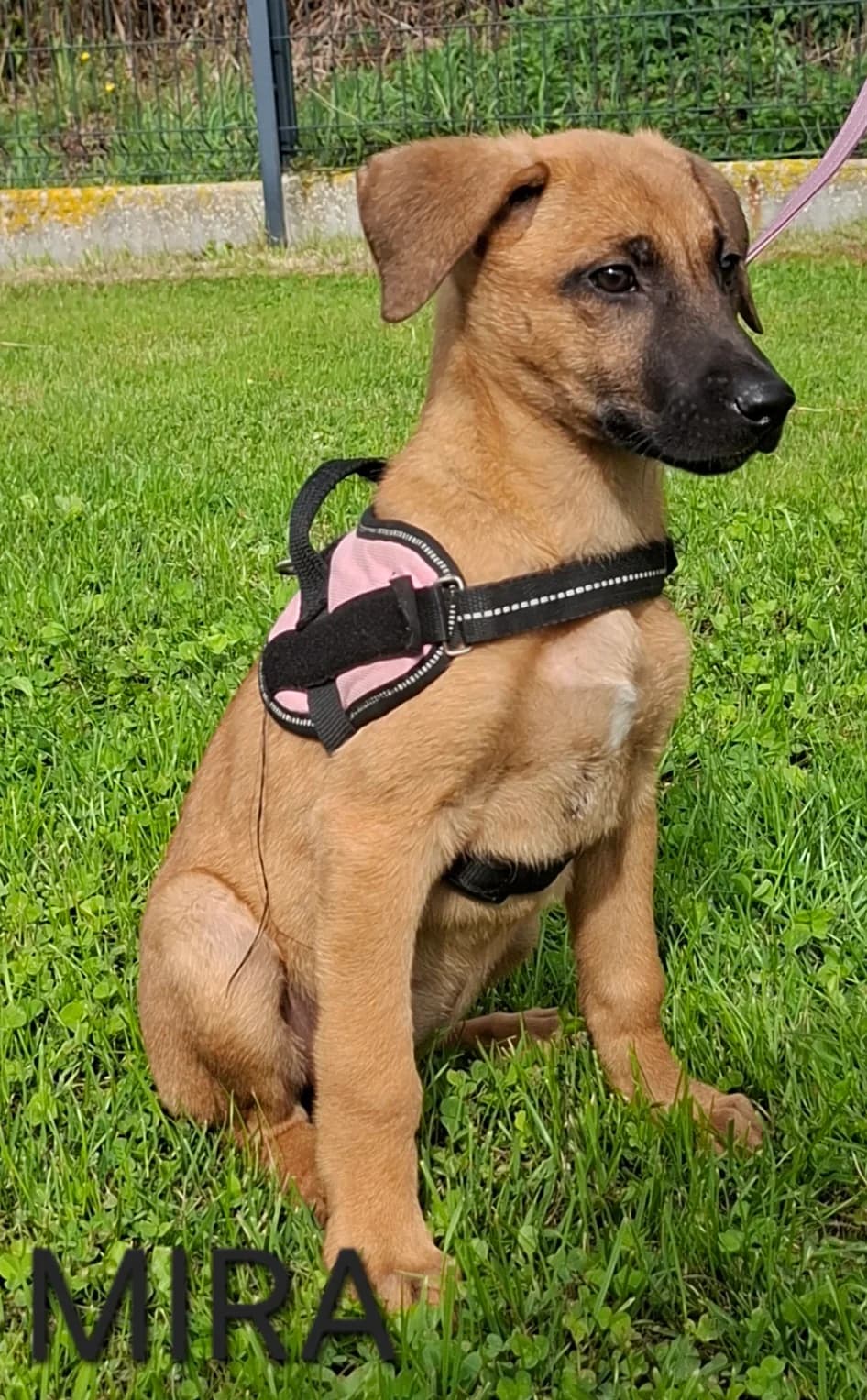 MIRA, female puppy Mixed Breed for adoption at S.P.A. Vallée de la Lys, Méteren