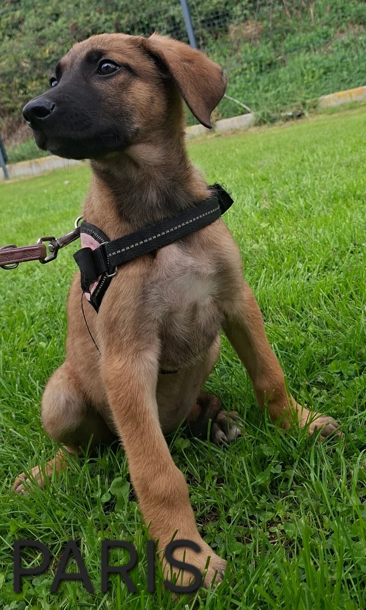 PARIS, female puppy Mixed Breed for adoption at S.P.A. Vallée de la Lys, Méteren