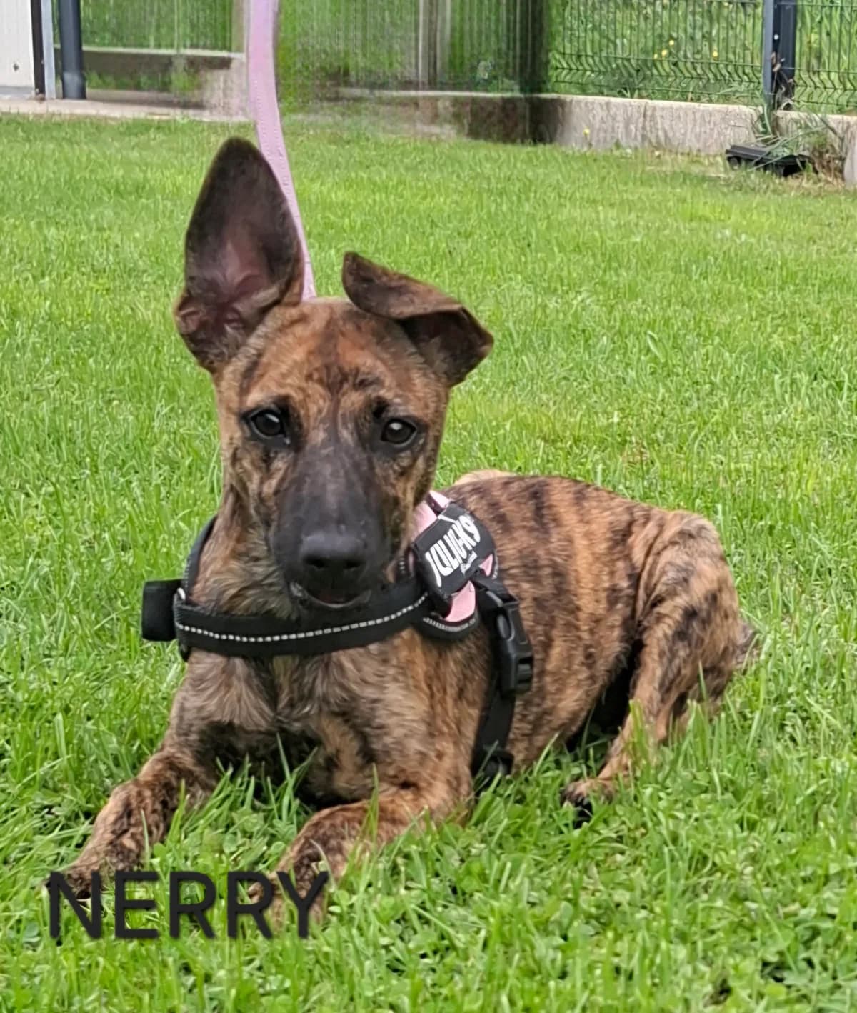 NERY, female puppy Mixed Breed for adoption at S.P.A. Vallée de la Lys, Méteren