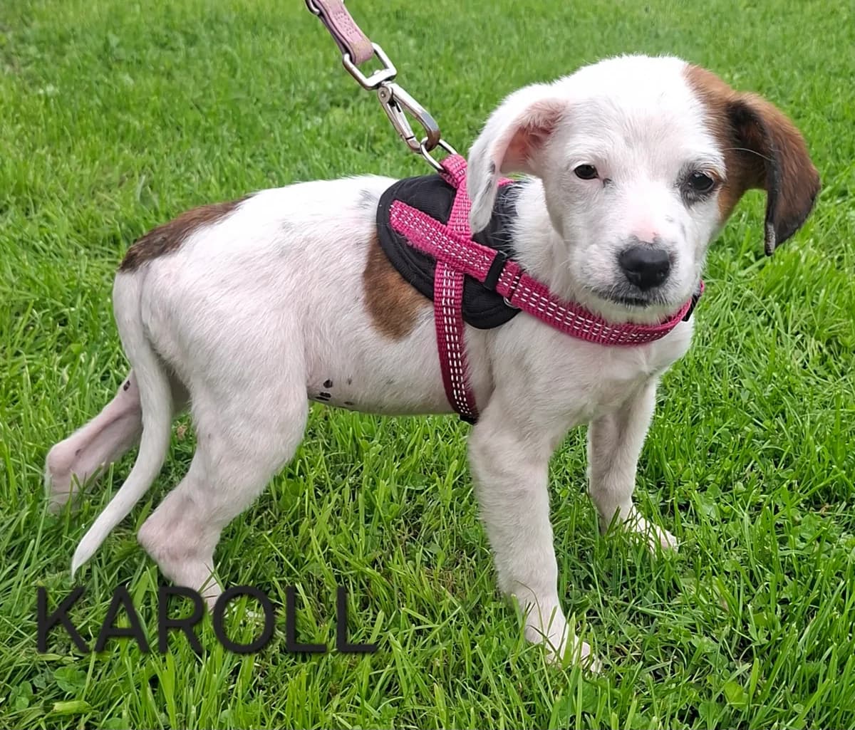 KARROL, female puppy Mixed Breed for adoption at S.P.A. Vallée de la Lys, Méteren