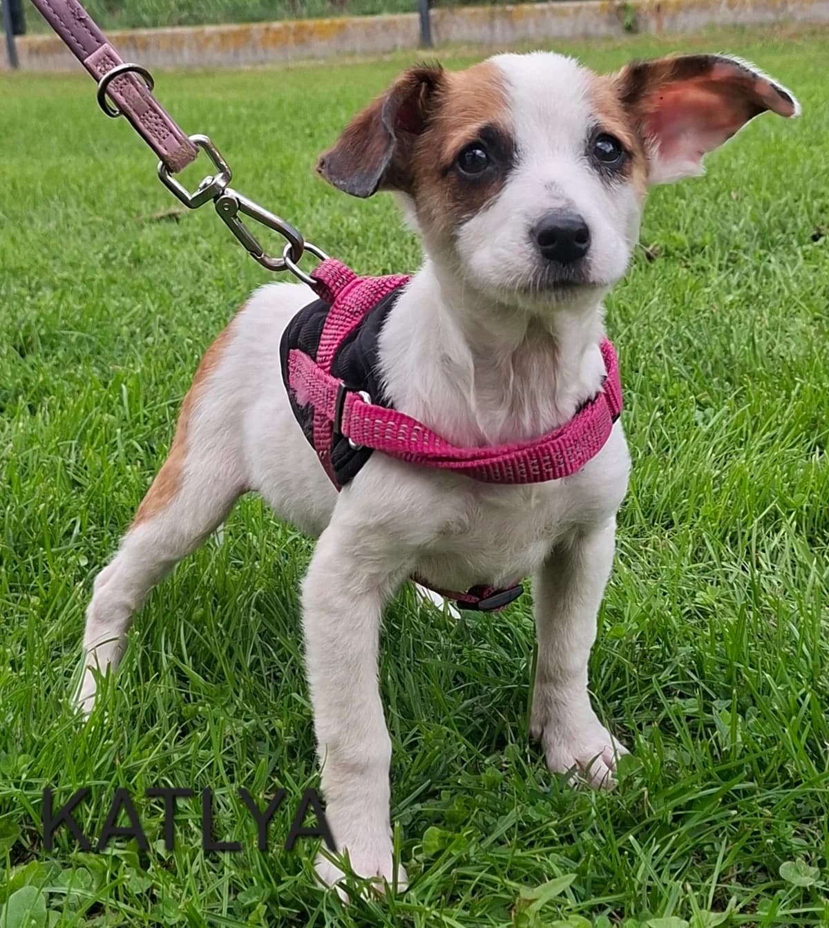 KATLYA, female puppy Mixed Breed for adoption at S.P.A. Vallée de la Lys, Méteren
