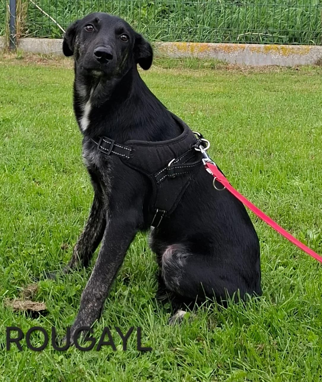ROUGAYL, male puppy Mixed Breed for adoption at S.P.A. Vallée de la Lys, Méteren