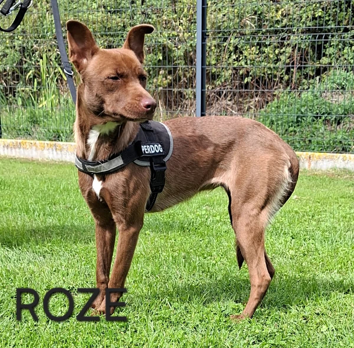 ROZE, female puppy Mixed Breed for adoption at S.P.A. Vallée de la Lys, Méteren