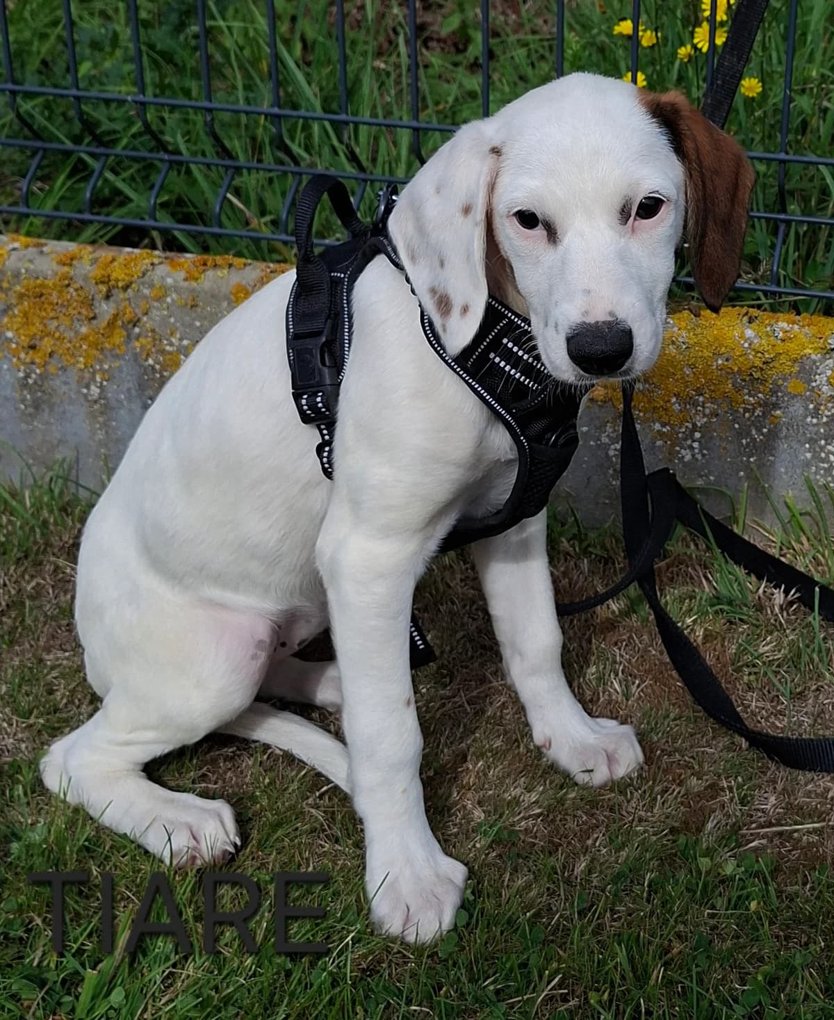TIARE, female puppy Mixed Breed for adoption at S.P.A. Vallée de la Lys, Méteren