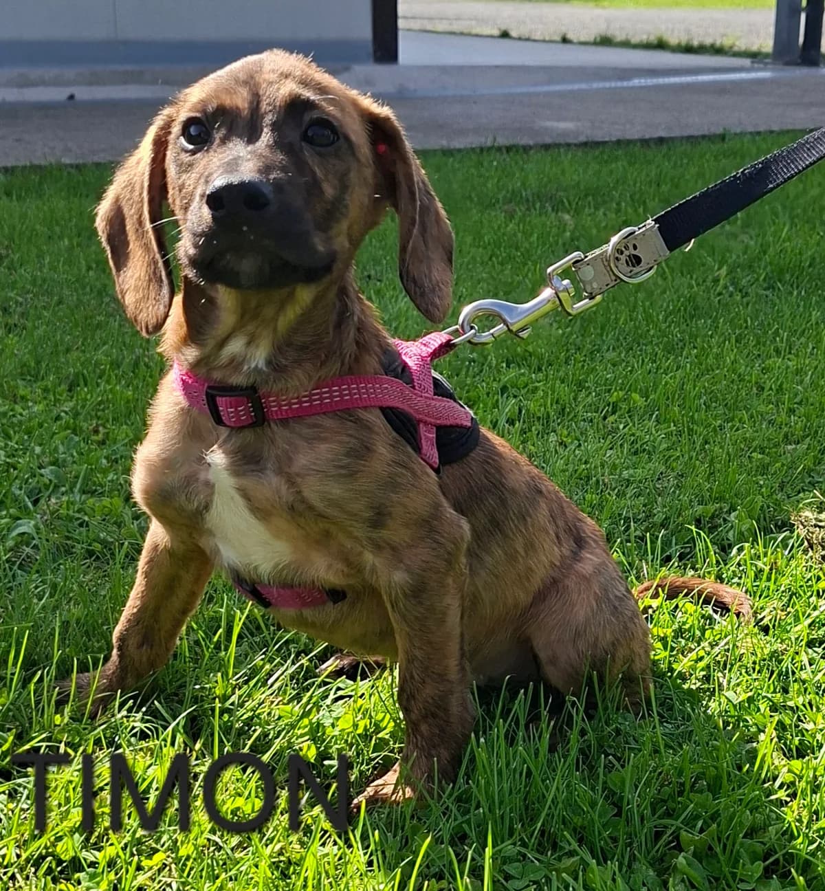 TIMON, male puppy Mixed Breed for adoption at S.P.A. Vallée de la Lys, Méteren