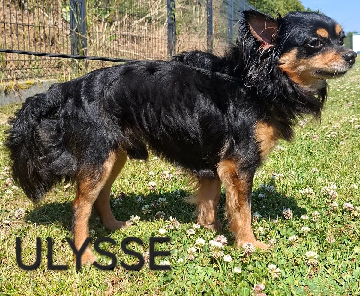 ULYSSE, male young Mixed Breed for adoption at S.P.A. Vallée de la Lys, Méteren