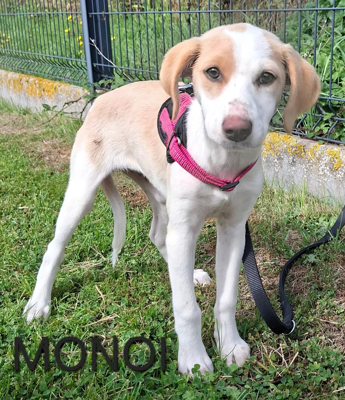 MONOI, female puppy Mixed Breed for adoption at S.P.A. Vallée de la Lys, Méteren