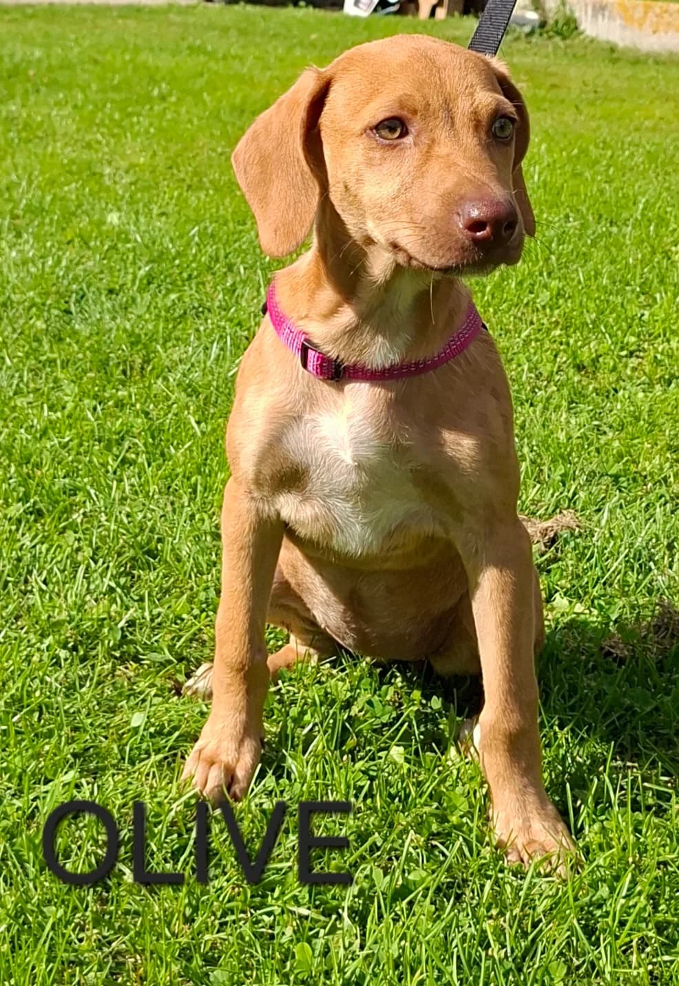 OLIVE, female puppy Mixed Breed for adoption at S.P.A. Vallée de la Lys, Méteren