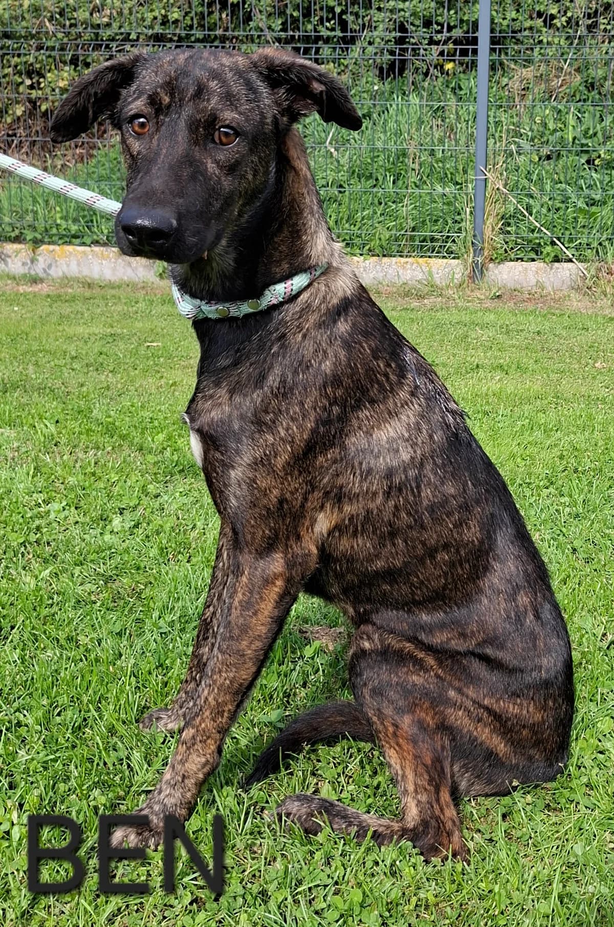 BOLT, male puppy Mixed Breed for adoption at S.P.A. Vallée de la Lys, Méteren