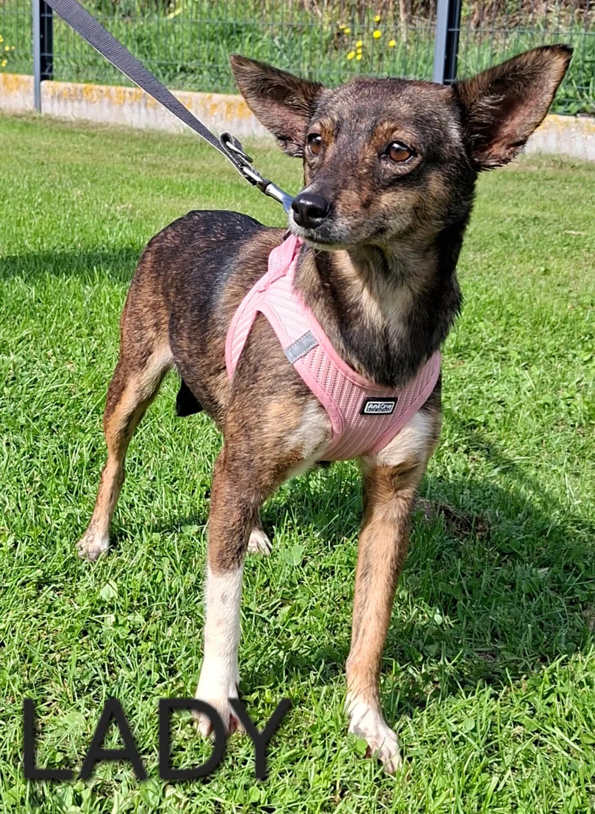LADY, female 3yo Mixed Breed for adoption at S.P.A. Vallée de la Lys, Méteren