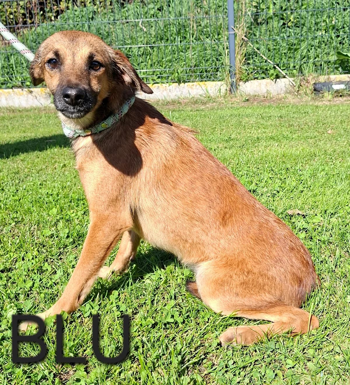 BLU, male puppy Mixed Breed for adoption at S.P.A. Vallée de la Lys, Méteren