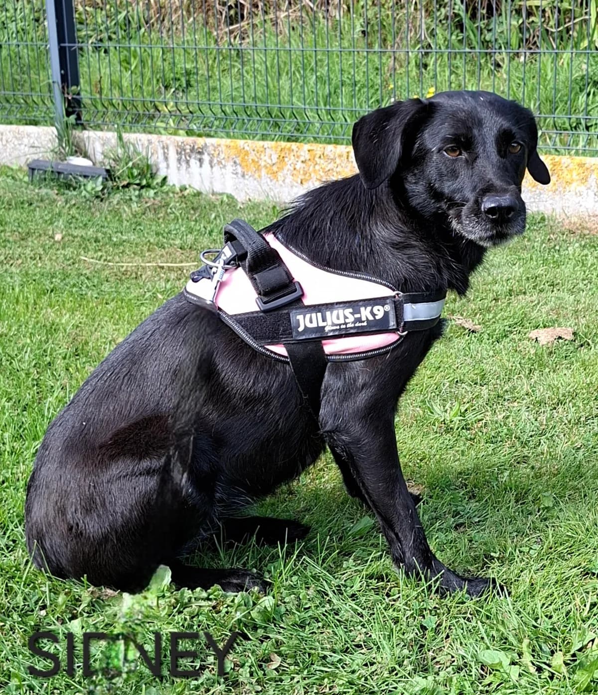 SYDNEY, female 5yo Mixed Breed for adoption at S.P.A. Vallée de la Lys, Méteren