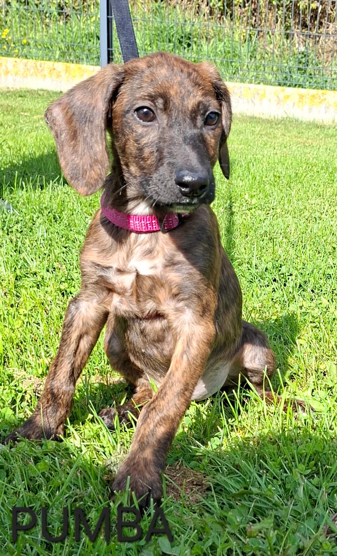 PUMBA, male puppy Mixed Breed for adoption at S.P.A. Vallée de la Lys, Méteren