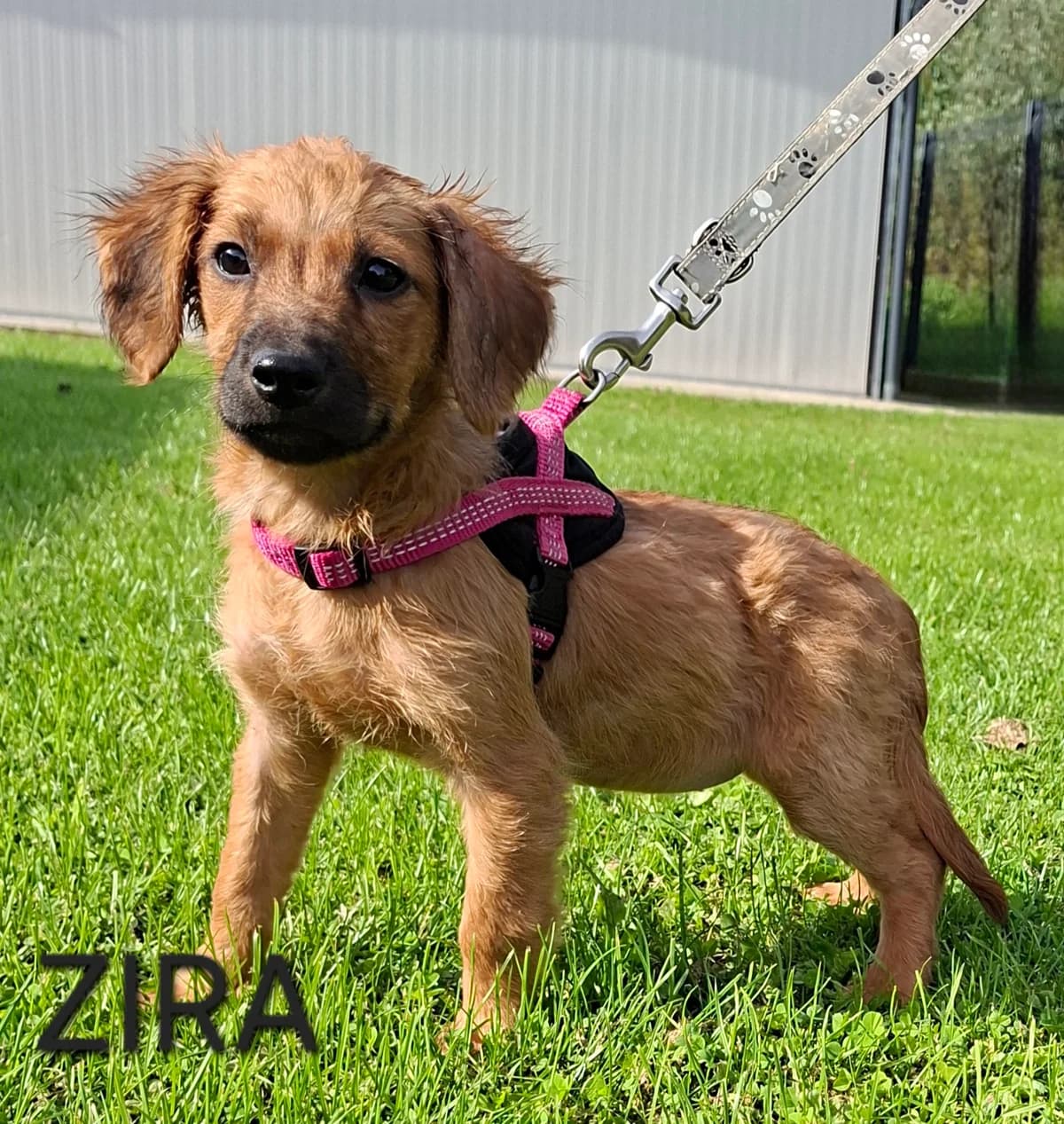 ZIRA, female puppy Mixed Breed for adoption at S.P.A. Vallée de la Lys, Méteren