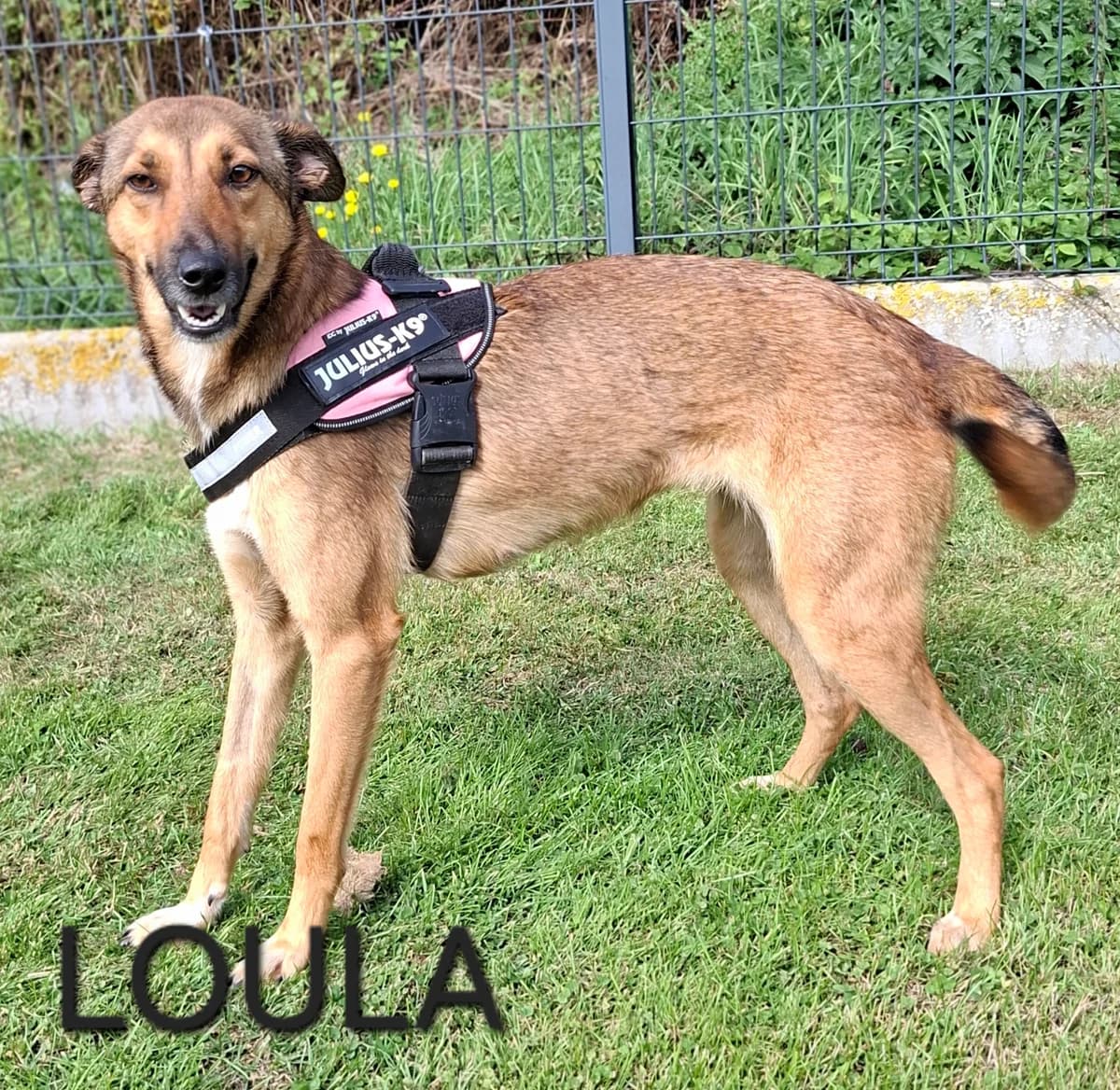 LOULA, female young Mixed Breed for adoption at S.P.A. Vallée de la Lys, Méteren
