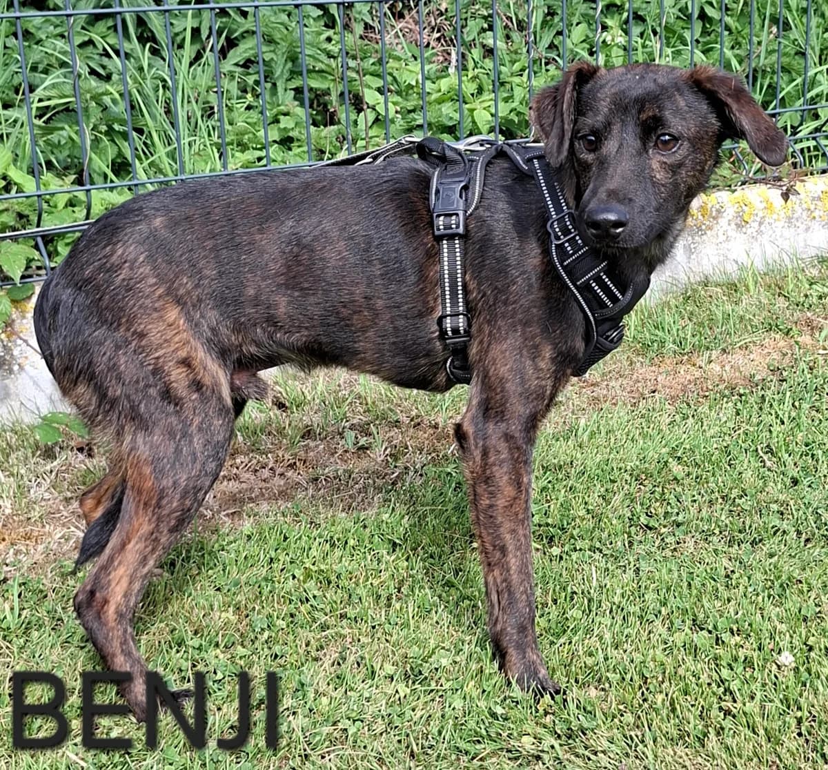 BENJI, male puppy Mixed Breed for adoption at S.P.A. Vallée de la Lys, Méteren