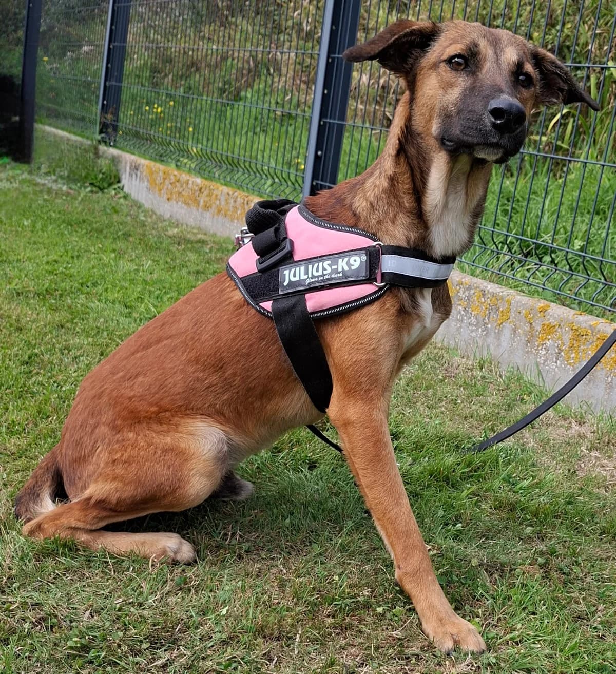 BART, male puppy Mixed Breed for adoption at S.P.A. Vallée de la Lys, Méteren