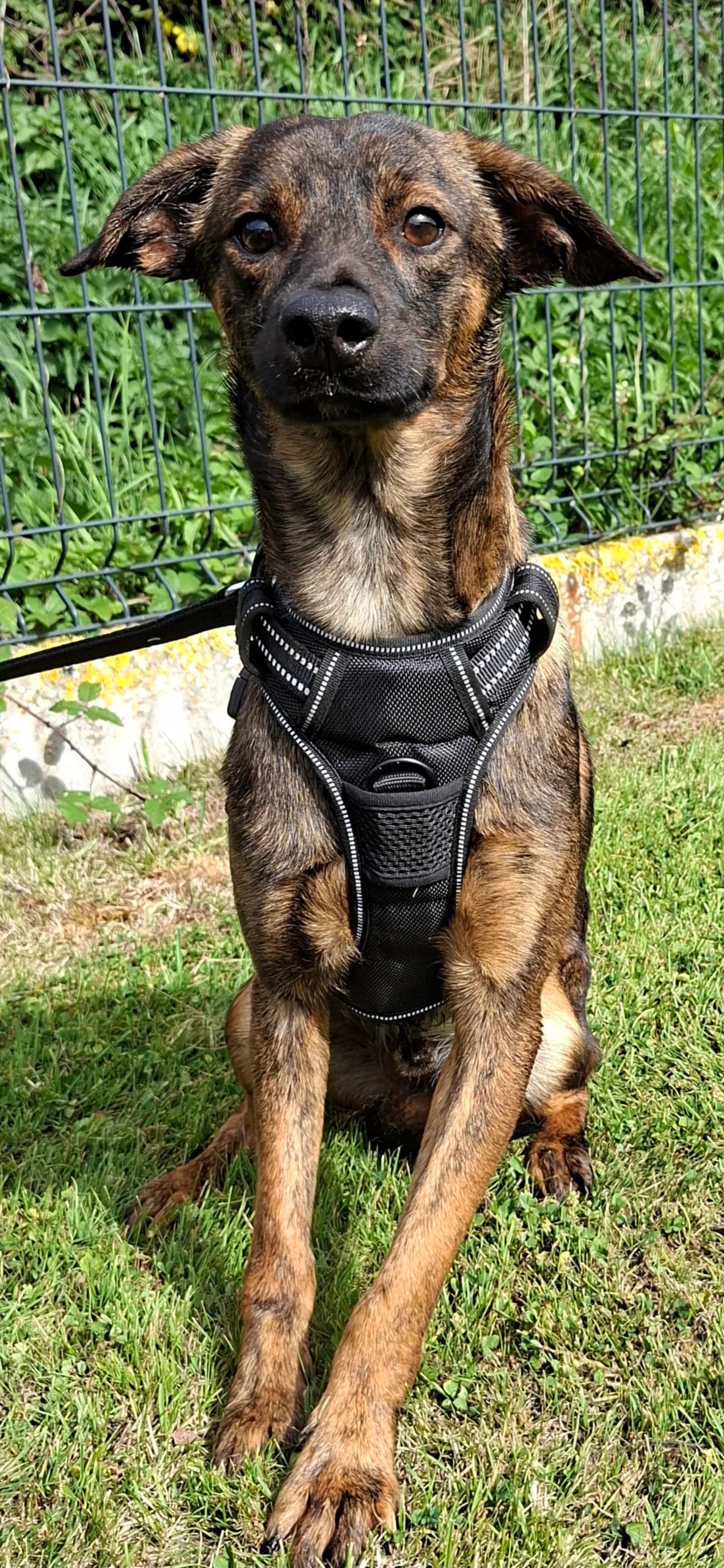 BUZZ, male puppy Mixed Breed for adoption at S.P.A. Vallée de la Lys, Méteren