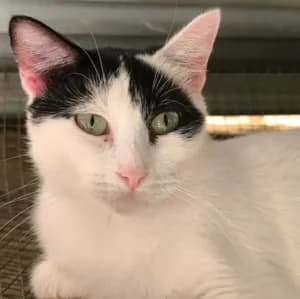 Dalida 2, Blanche avec marque noire female 3yo European Shorthair for adoption at SADF — Sauvetage des Animaux Domestiques de France