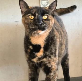 Mona, Ecaille de tortue female 4yo European Shorthair for adoption at SADF — Sauvetage des Animaux Domestiques de France