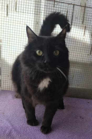 Yao, Noir et blanc male senior European Shorthair for adoption at SADF — Sauvetage des Animaux Domestiques de France